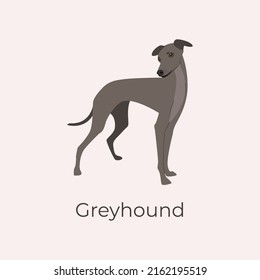 Italian Greyhound. Graceful greyhound dog breed. Vector illustration of a dog breed: small italian greyhound. Slender dog on the theme of pets.