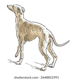 Italian Greyhound, purebred hunting dog, hand drawing, vector illustration isolated on white background