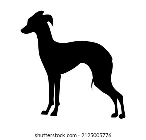 Italian greyhound realistic silhouette of a dog stand. The dog is standing.