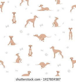 Italian greyhound seamless pattern. Different poses, coat colors set.  Vector illustration