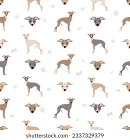 Italian greyhound seamless pattern. Different poses, coat colors set.  Vector illustration