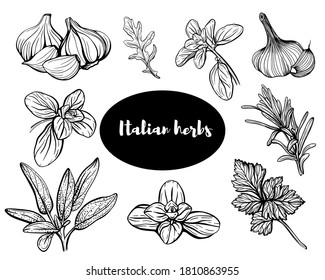 Italian herbs.Set of herbs: Savory, thyme, garlic, Basil, onion, thyme, oregano, marjoram.Aromatic and fragrant seasonings. Hand drawn vector illustration