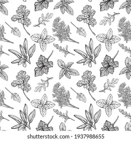 Italian herbs seamless pattern. Provencal condiments and herbs pattern. Mediterranean cuisine. Hand-drawn vector illustration