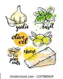 Italian ingredients for pesto. Vector illustration