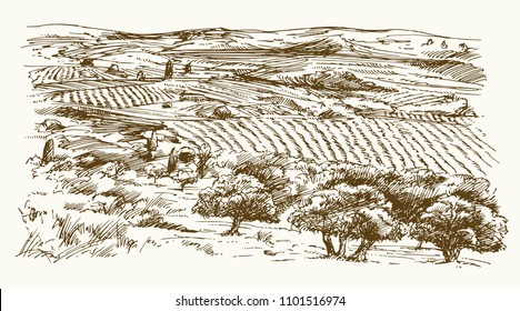 Italian landscape with vineyard and olive trees. Hand drawn vector illustration.