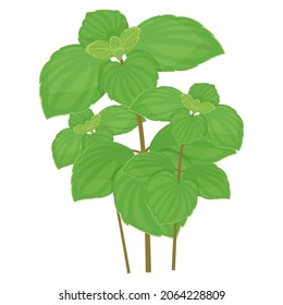 Italian oregano. Aromatic leaves flavor meats, poultry, soups, stews in Mediterranean, Latin cuisines, French cooking herb blend: Herbes de Provence.