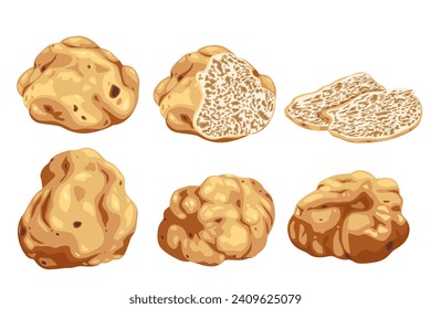 Italienische Original-Trüffeln auf weißem Hintergrund.Frische Trüffel in Scheiben geschnitten. Delikate exklusive Trüffelpilze. auf weißem Hintergrund, Vektorgrafik