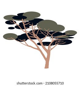 Italian pine on a white background