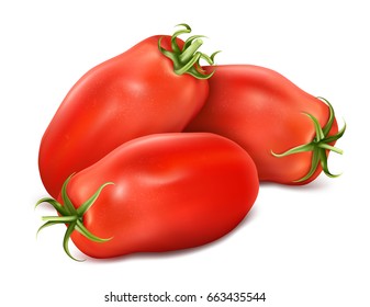 Italian plum tomatoes San Marzano. Vector illustration of tomato with green stem.