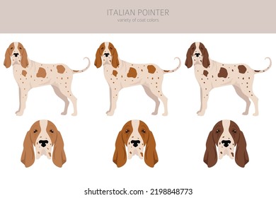 Piloto de puntero italiano. Postas diferentes, colores de abrigo.  Ilustración del vector