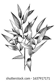 Italian Ruscus Branch. Hand Drawn Vector Illustration