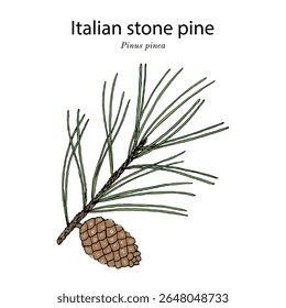 Pinus pinea, planta comestível e ornamental. Ilustração vetorial botânica desenhada à mão