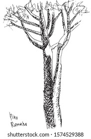   Italian stone pine, umbrella pine, parasol pine hand drawn doodle illustration.