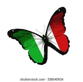 Italy flag butterfly - vector

