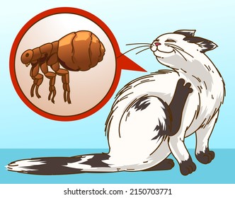 Itchy cat. Flea bites. Fleas on a cat.  Illustration of the homepet healthcare, veterinary illustration. Vector illustration.