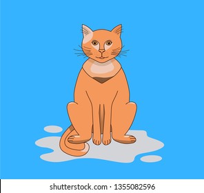 It`s a pretty cat