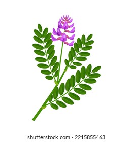 IVector illustration, astragalus plant, scientific name astragalus membranaceus, herbal plant, isolated on white background.