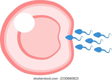 IVF ICSI fertilization vector illustration. Perfect for presenting anything about reproduction, infertility, insemination or ivf.