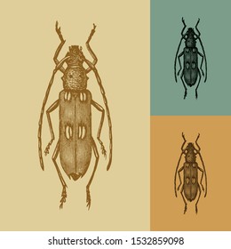 Ivory beetle vector. Vintage illustration drawing. Applied in colored backgrounds.