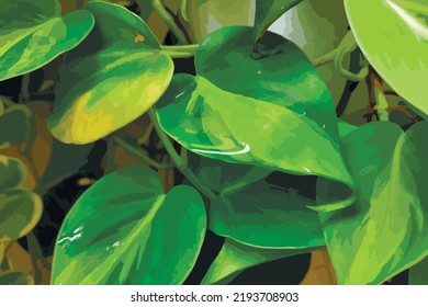 The ivory betel plant grows in a tropical climate, can absorb unpleasant odors, and has a very artistic leaf pattern
