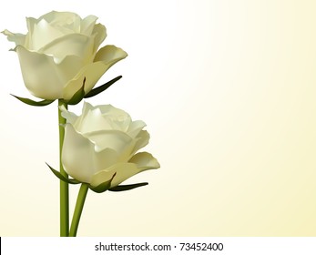 Ivory vector roses on a cream background in a photo realistic style