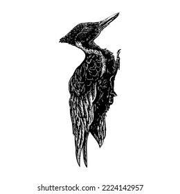 Ivory-billed woodpecker hand drawing vector isolated on white background.