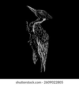 Ivory-billed woodpecker hand drawing vector isolated on black background.