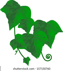 ivy
