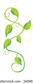Ivy