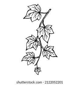 Ivy branch. Hand drawn illustration converted to vector.
