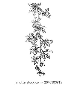 Ivy branch  illustration in the doodle style. Floristic element for design