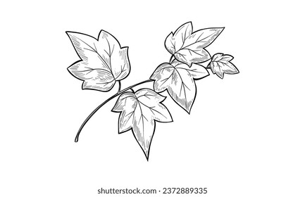 Ivy branch. Vector line sketch hand drawn