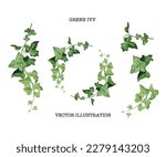 ivy branch vector set on white