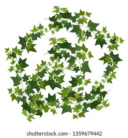 ivy branches; ivy vines;