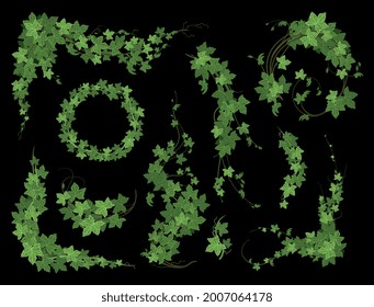 Composición de la planta de escalada de marfil con hojas en forma de estrella y hileras de hojas maduras con ilustración vectorial de floración ecológica