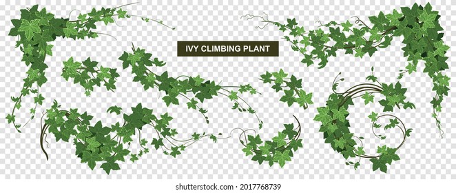 Ivy climbing plant transparent set with world map and ripe leaves with background and editable text vector illustration