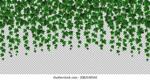 Ivy climbing vines frame, green leaves of creeper plant, botanical decorative border design isolated on transparent background. Hedera branch hang on garden wall, Realistic 3d vector illustration