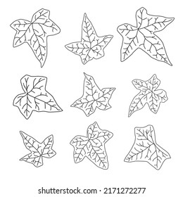 Juego de hojas de contorno de marfil. Colección de hojas de hiedra en diferentes formas y líneas. Elementos de diseño para la decoración de contorno