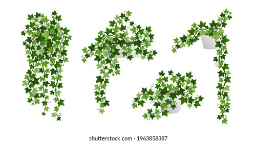 Ivy creeper plants in pot isolated on white background. Green English ivy liana houseplants with climbing branches. Realistic vector illustration of hanging hedera vines.
