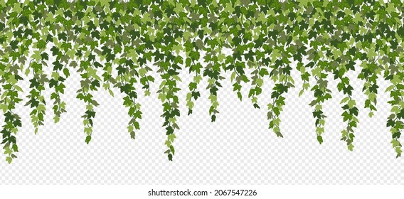 Ivy curtain, green creeper vines isolated on white background. Vector illustration in flat cartoon style