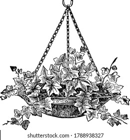 An Ivy Filled Hanging Basket, Vintage Line Drawing Or Engraving Illustration.