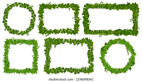 Ivy frames, green leaves on lianas and jungle tropical vine borders, vector forest plants. Jungle liana creeper green thicket frame sign frames, square and round borders of tropical ivy branches