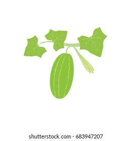 Ivy Gourd Vector