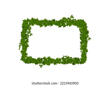 Hojas verdes de marfil y armazón de lianas, borde de planta trepadora. Follaje natural, hoja de arbusto de hiedra de hiedra de liana de selva vectores marco rectangular o frontera aislada