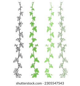 Ivy. Hand drawn set , 4 isolated branches on a white background. Vector design elements .