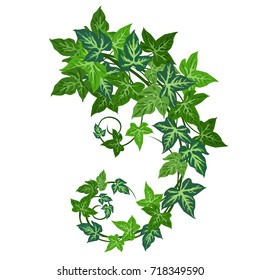 Ivy (Hedera helix). Hand drawn realistic vector illustration of ivy vines isolated on white background. 