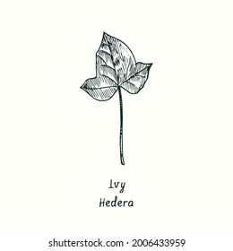 Ivy (Hedera) leaf. Ink black and white doodle drawing in woodcut style.