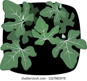 Ivy leaf gourd frame , simple vector illustration painting, flat for a separate background, decorated, complementary, natural green concept and hand drawn leaves isolated 