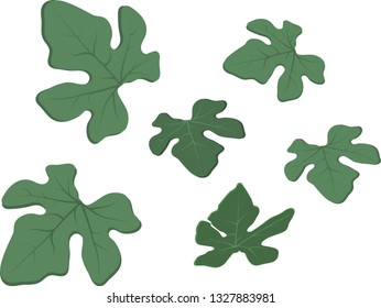 Ivy leaf gourd, simple vector illustration painting, flat for a separate background, decorated, complementary, natural green concept and hand drawn leaves isolated on a white background