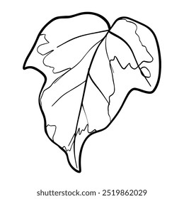 Ivy leaf graphics. Sketch illustration plant painted by black inks. Linear drawing foliage on isolated. Line art style Vector for greeting cards designs